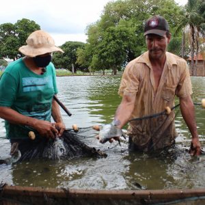 Secretaria de Meio Ambiente e Pesca apresenta primeiros resultados da produção de pescados com aproveitamento dágua de irrigação de pasto (6) Secretaria de Meio Ambiente e Pesca apresenta primeiros resultados da produção de pescados com aproveitamento dágua de irrigação de pasto (6)