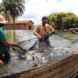 Secretaria de Meio Ambiente e Pesca apresenta primeiros resultados da produção de pescados com aproveitamento dágua de irrigação de pasto (7) Secretaria de Meio Ambiente e Pesca apresenta primeiros resultados da produção de pescados com aproveitamento dágua de irrigação de pasto (7)