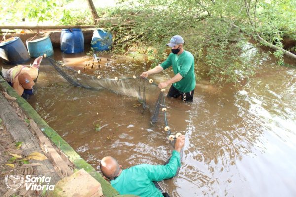 Prefeitura doa alevinos como incentivo a expansão da piscicultura no município (1)