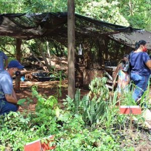 Viveiro Municipal disponibiliza mudas gratuitas e orientações sobre o uso correto da compostagem (10) Viveiro Municipal disponibiliza mudas gratuitas e orientações sobre o uso correto da compostagem (10)