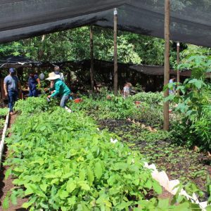 Viveiro Municipal disponibiliza mudas gratuitas e orientações sobre o uso correto da compostagem (6) Viveiro Municipal disponibiliza mudas gratuitas e orientações sobre o uso correto da compostagem (6)