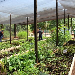 Viveiro Municipal disponibiliza mudas gratuitas e orientações sobre o uso correto da compostagem (8) Viveiro Municipal disponibiliza mudas gratuitas e orientações sobre o uso correto da compostagem (8)