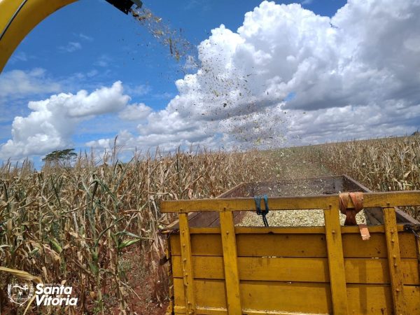30 toneladas de milho da Lavoura Comunitária de Chaveslândia foi revertida para silagem (1)
