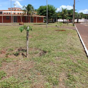 Prefeitura realiza plantio mudas de ipês em diversos pontos da cidade (10) Prefeitura realiza plantio mudas de ipês em diversos pontos da cidade (10)