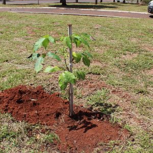 Prefeitura realiza plantio mudas de ipês em diversos pontos da cidade (3) Prefeitura realiza plantio mudas de ipês em diversos pontos da cidade (3)