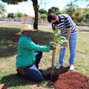 Prefeitura realiza plantio mudas de ipês em diversos pontos da cidade (4) Prefeitura realiza plantio mudas de ipês em diversos pontos da cidade (4)