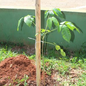 Prefeitura realiza plantio mudas de ipês em diversos pontos da cidade (5) Prefeitura realiza plantio mudas de ipês em diversos pontos da cidade (5)