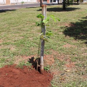 Prefeitura realiza plantio mudas de ipês em diversos pontos da cidade (6) Prefeitura realiza plantio mudas de ipês em diversos pontos da cidade (6)