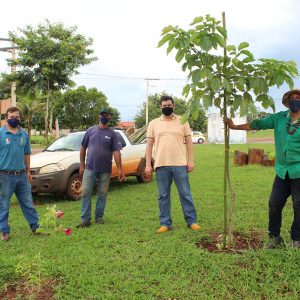 Prefeitura realiza plantio mudas de ipês em diversos pontos da cidade (7) Prefeitura realiza plantio mudas de ipês em diversos pontos da cidade (7)