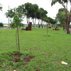 Prefeitura realiza plantio mudas de ipês em diversos pontos da cidade (8) Prefeitura realiza plantio mudas de ipês em diversos pontos da cidade (8)