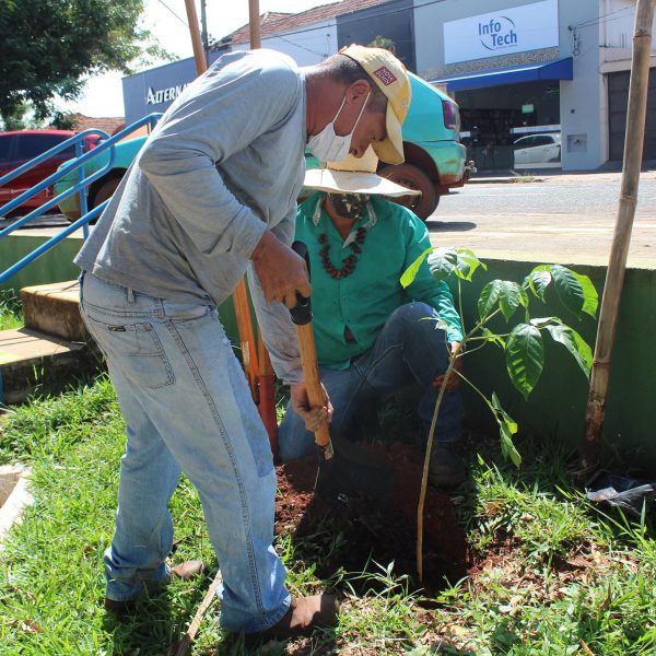 Prefeitura realiza plantio mudas de ipês em diversos pontos da cidade (9) Prefeitura realiza plantio mudas de ipês em diversos pontos da cidade (9)