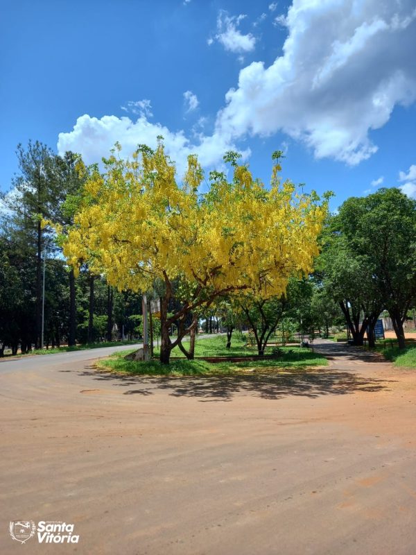 Equipe-da-secretaria-de-Meio-Ambiente-produz-novas-mudas-a-partir-de-sementes-de-arvores-de-Acacia-Imperial-3