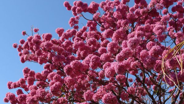 Imagem do WhatsApp de 2023-07-17 à(s) 08.32.02